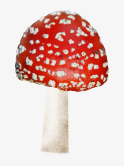 摄影颜色鲜艳的蘑菇红色素材