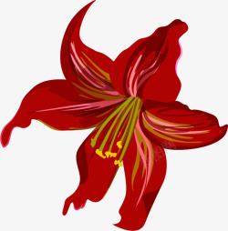 大红色鲜艳花朵植物素材