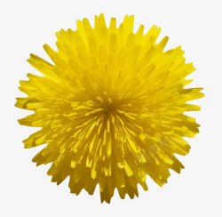 黄色鲜艳的茂盛的一朵大花实物素材