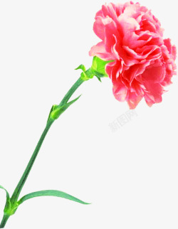 红色鲜艳花朵植物母亲节素材