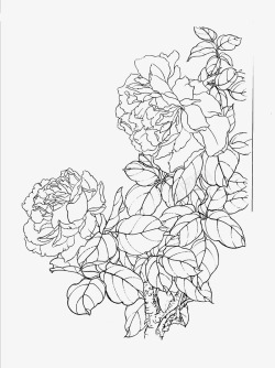 月季花卉线稿白描素材