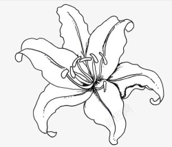 一朵百合花手绘素材