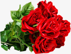 摄影红色鲜艳开放的玫瑰花素材