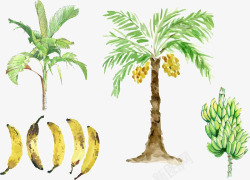 热带雨林树香蕉树原图高清图片