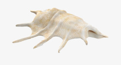带刺白颜色花纹大海螺素材