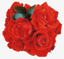 红色鲜艳玫瑰花束素材