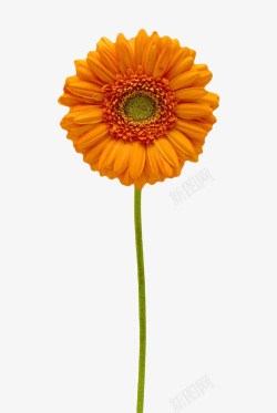 橙色植物带梗的一朵大花实物素材