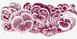 手绘素描线稿花卉素材