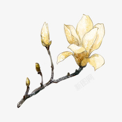 种子发芽线稿黄色花朵植物高清图片