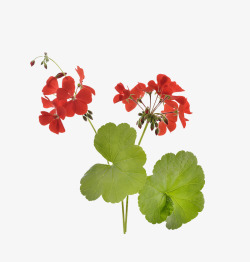 红色花瓣天竺葵素材