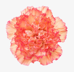 红色鲜艳的透白的一朵大花实物素材