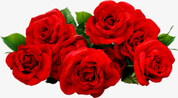鲜艳红色盛开玫瑰七夕素材