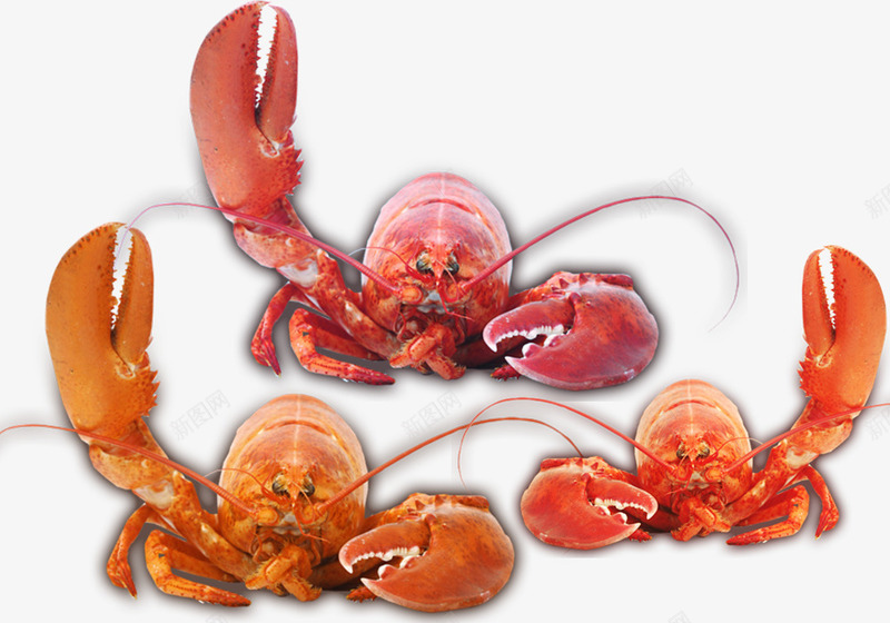 举起钳子的龙虾png免抠素材_88icon https://88icon.com 举起钳子的 红色 美食素材 龙虾