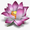 花ICQ莲花东方粉红packyuuyakepng免抠素材_88icon https://88icon.com ICQ flower icq lotus oriental pink 东方 粉红 花 莲花