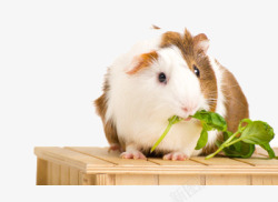 地鼠吃菜素材