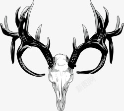动物头骨素材鹿头骨骼高清图片