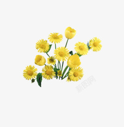 黄色小花节日祝福礼物素材