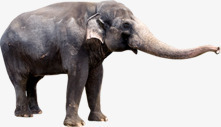 动物大象造型素材
