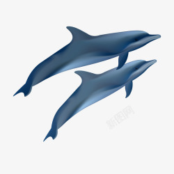 深蓝色海豚素材