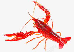 红虾一个红色小龙虾高清图片