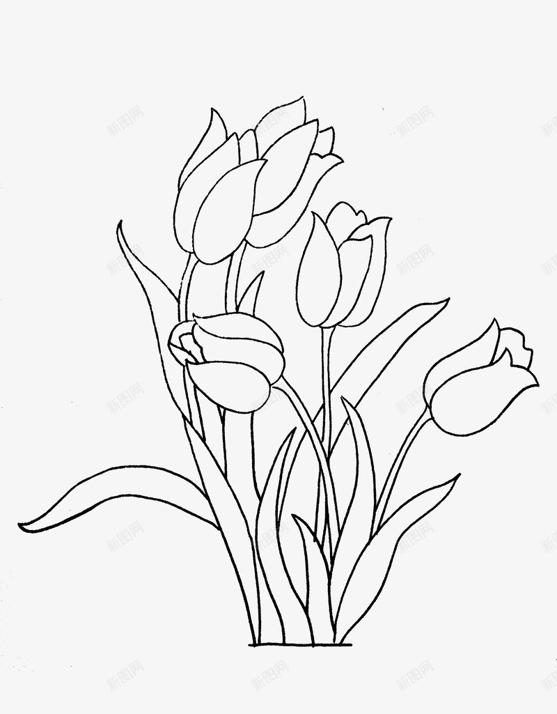 水仙花线描图png图片免费下载-素材fpnypgfv-88ICON
