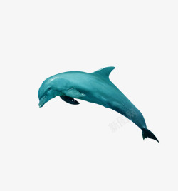 跳跃海豚素材