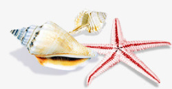 唯美精美海星海螺素材