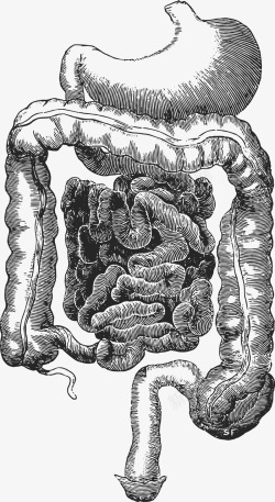 卡通手绘人体肠道素材