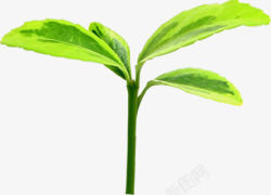 绿色踏青发芽生长植物素材