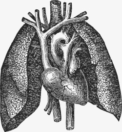 卡通手绘人体肝脏素材