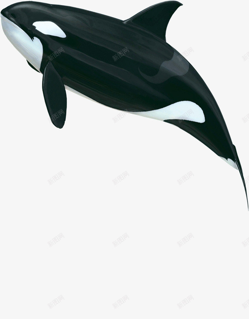 跳跃的海豚鲸鱼png免抠素材_88icon https://88icon.com 海豚 跳跃 鲸鱼