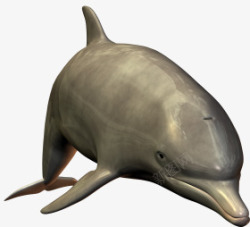 海豚跳跃尖嘴海豚素材