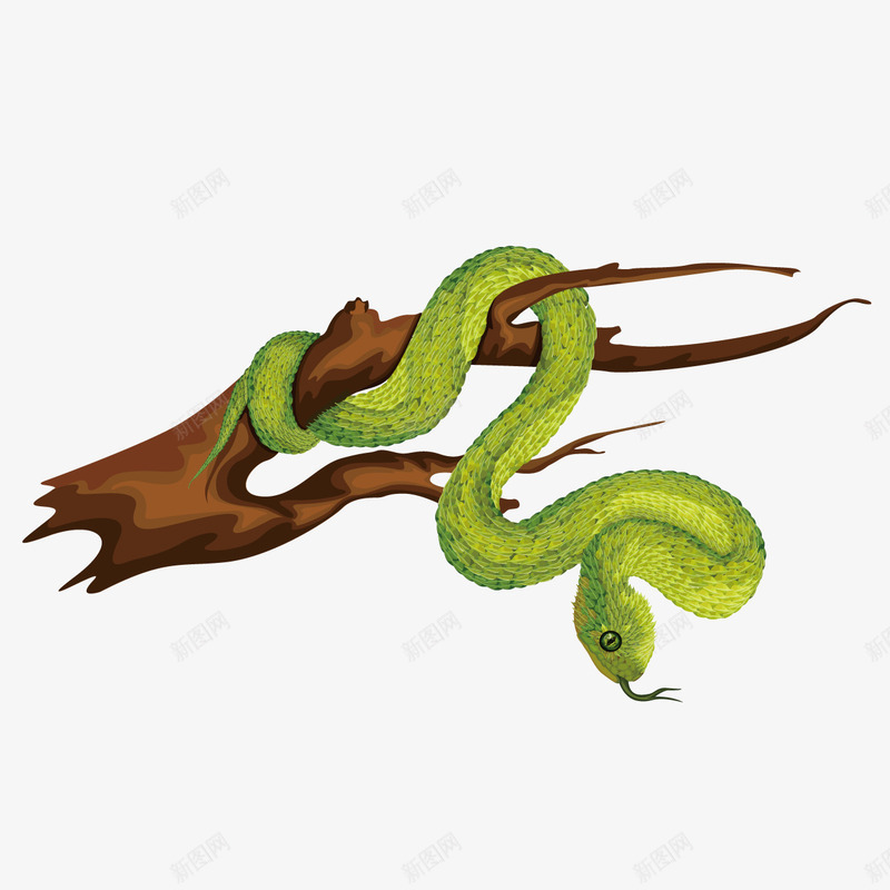 缠在木头上的蛇png免抠素材_88icon https://88icon.com 木头 绿蛇 蛇