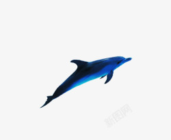 创意海豚海洋生物商标素材