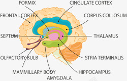 人类大脑结构图素材