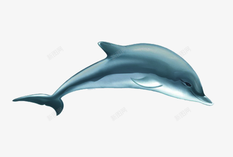可爱卡通海豚png免抠素材_88icon https://88icon.com 免费png图片 动物 海洋生物 生物 蓝色