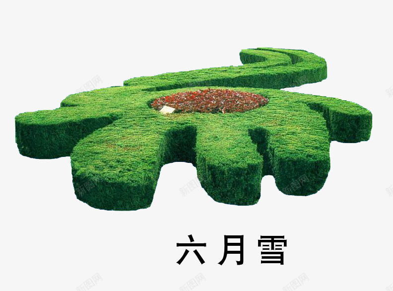 六月雪绿植png免抠素材_88icon https://88icon.com 园林绿化素材 园林造型 植物素材 绿植 花艺造型