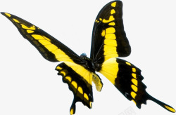 摄影飞舞的黄色蝴蝶造型效果素材