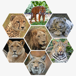 老虎狮子猛兽动物合集素材