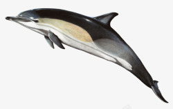 海洋生物海豚素材