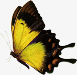 创意合成黄色的蝴蝶造型效果素材