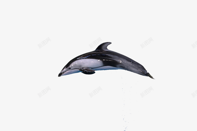 跃起的海豚png免抠素材_88icon https://88icon.com 动物 海洋 海洋哺乳动物 海洋生物 海豚 跃出 跃起 跃起的鱼 鱼 鱼类