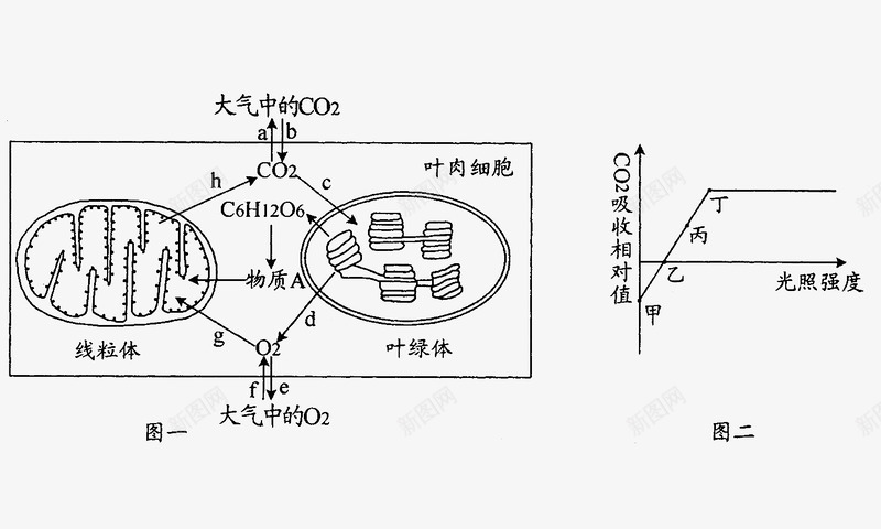 植物细胞中线粒体和叶绿体能量转png免抠素材_88icon https://88icon.com 叶绿体 教学插图 植物细胞 植物细胞中线粒体和叶绿体能量转换图免费下载 线粒体 线粒体结构图 能量转换 能量转换图透明png 高尔基体 黑色线描图