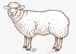 手绘写实线描绵羊素材