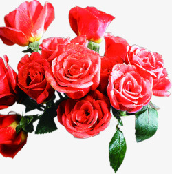 红色玫瑰幸福家园素材