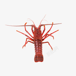 红色小龙虾造型素材