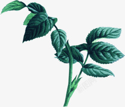 摄影绿色的草本植物造型素材