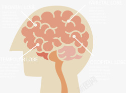 人类大脑思维分类素材