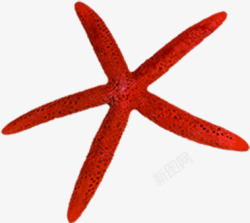 红色卡通海边海星素材