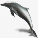 海豚动物暗玻璃png免抠素材_88icon https://88icon.com animal dolphin 动物 海豚